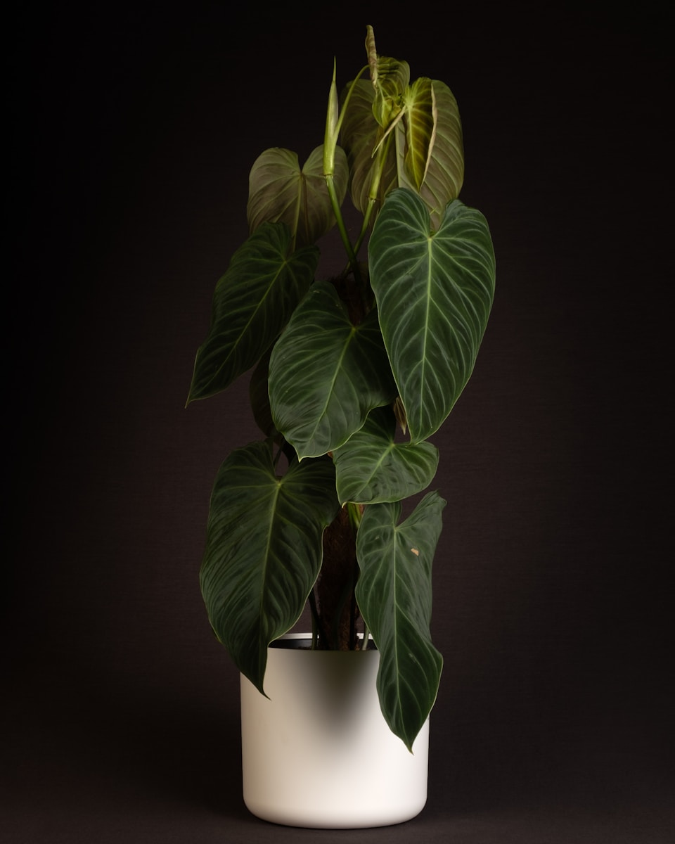 De Veelzijdige Voordelen van de Philodendron Selloum: Van Gezondheid tot Esthetiek